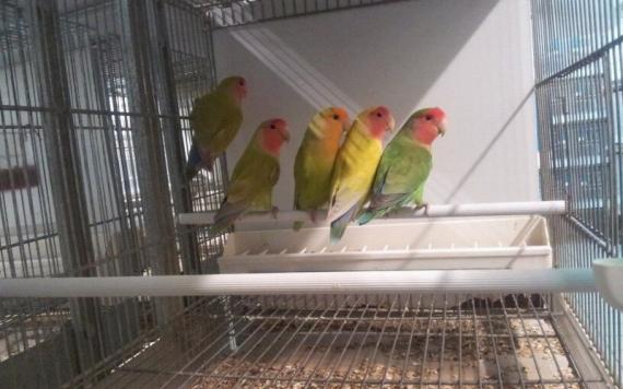 INSEPARABILI