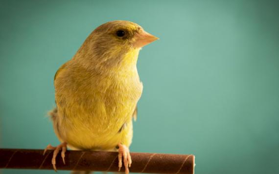 CHLORIS CHLORIS